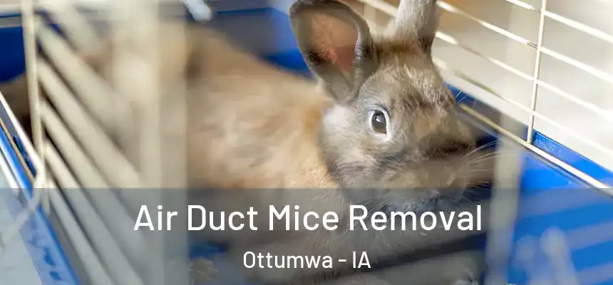  Air Duct Mice Removal Ottumwa - IA