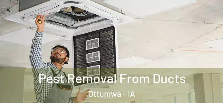  Pest Removal From Ducts Ottumwa - IA